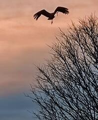 L'envol d'une cigogne