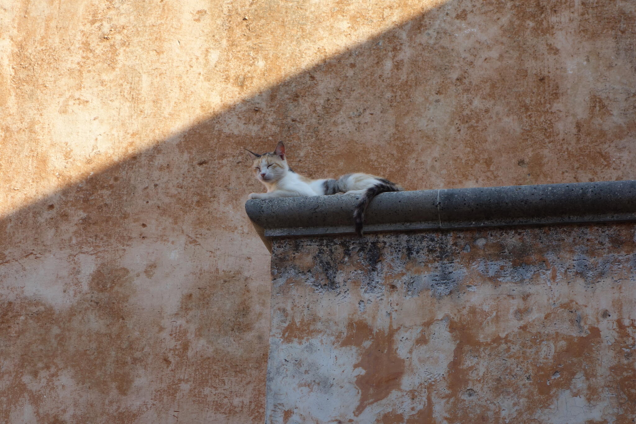 Le roi du camouflage [Photo de Sophie Thiry]