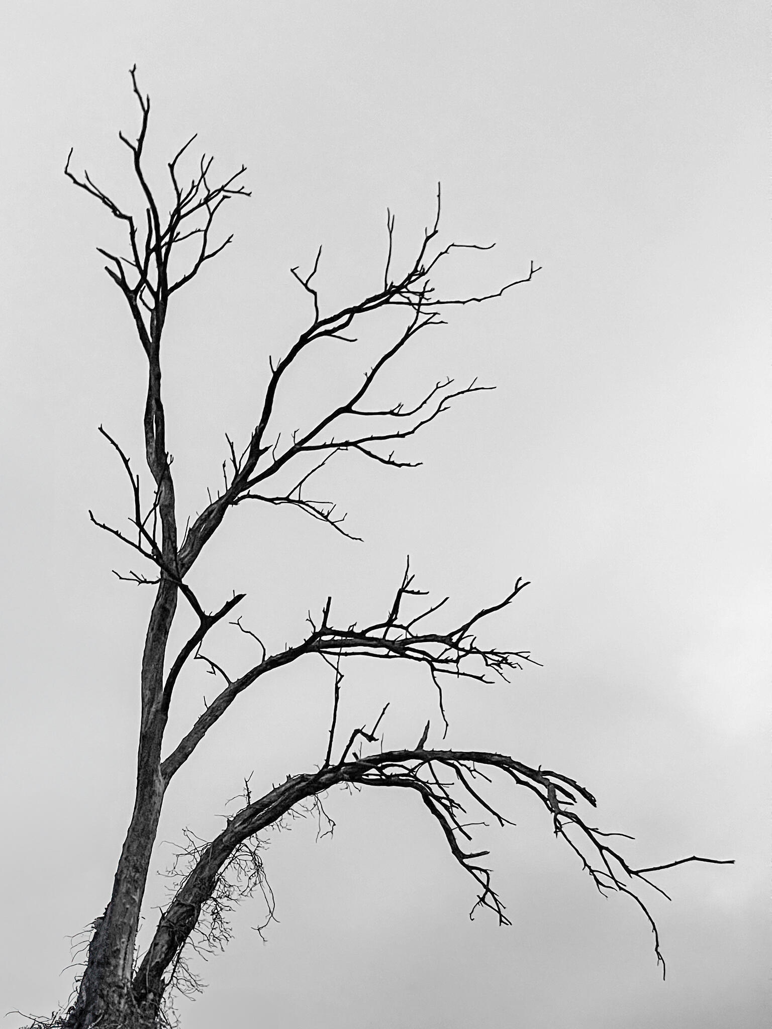 Sic transit. [Photo de Patrick de Lannoy]