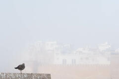 De brume et de plume...