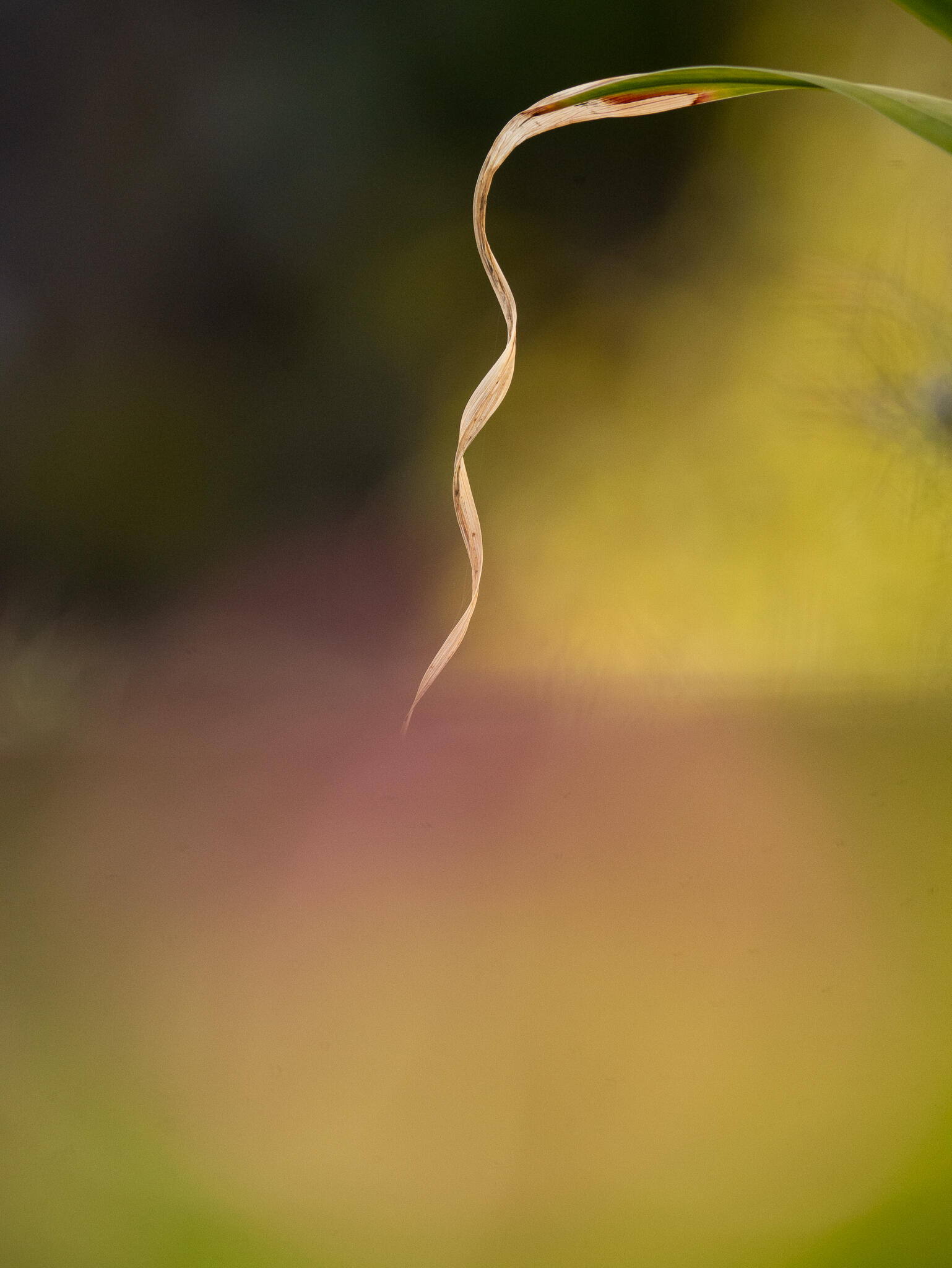Brin d'herbe [Photo de Valérie Beauvais]