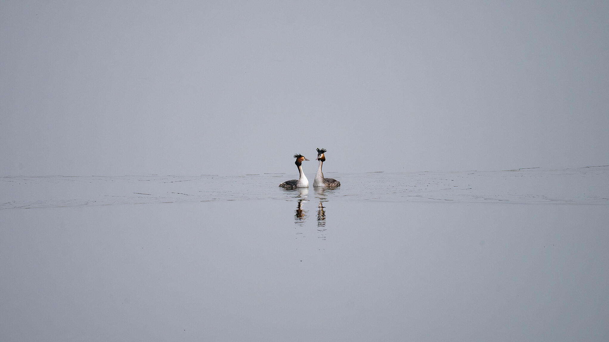 Tête à tête [Photo de Valérie Beauvais]