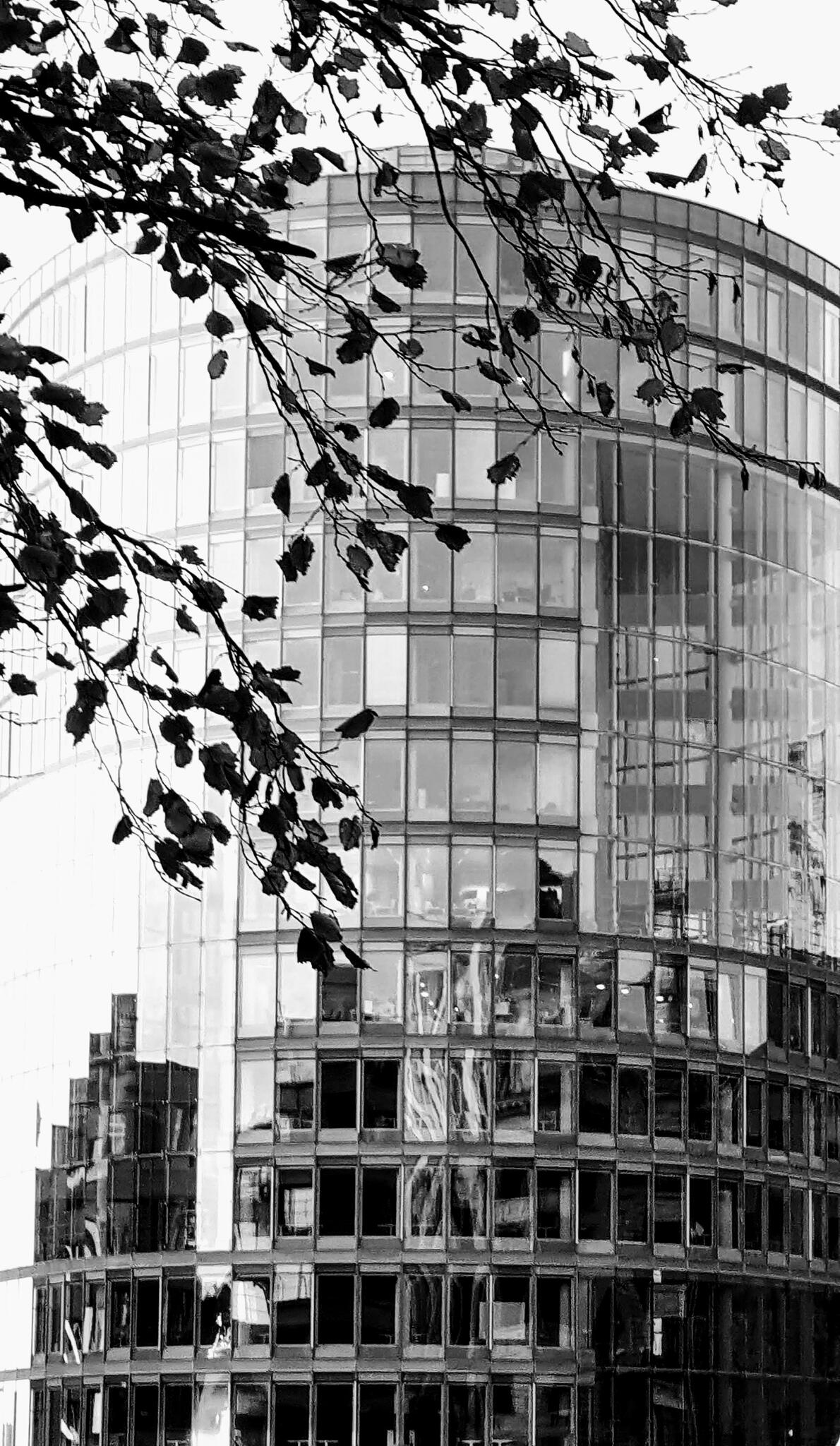 Comme un arbre dans la ville [Photo de Claire Libouton]