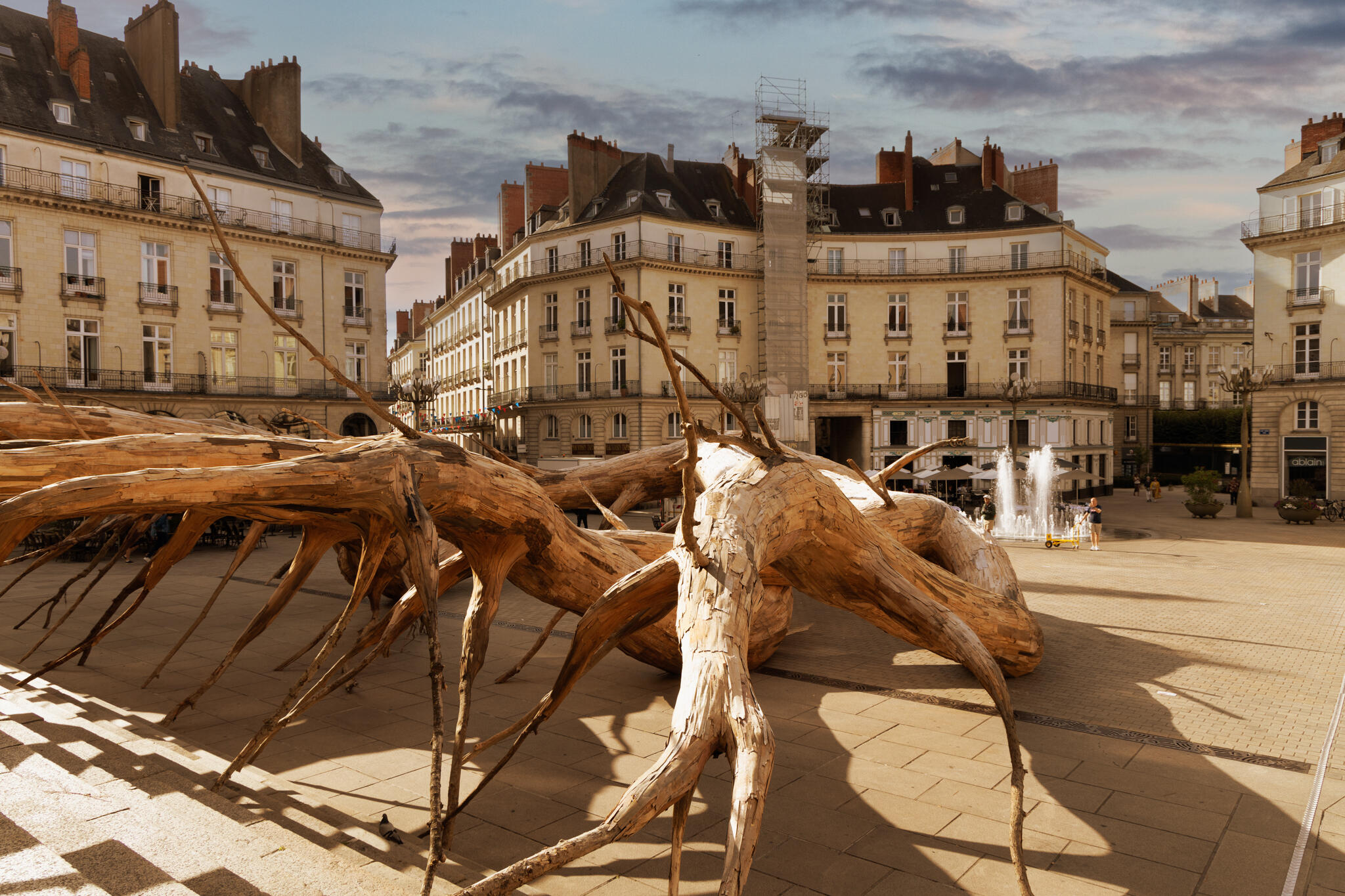 Des racines à l'assaut de la place Graslin à Nantes [Photo de Patricia Le Signor]