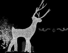 Lueur sauvage sous les &eacute;toiles