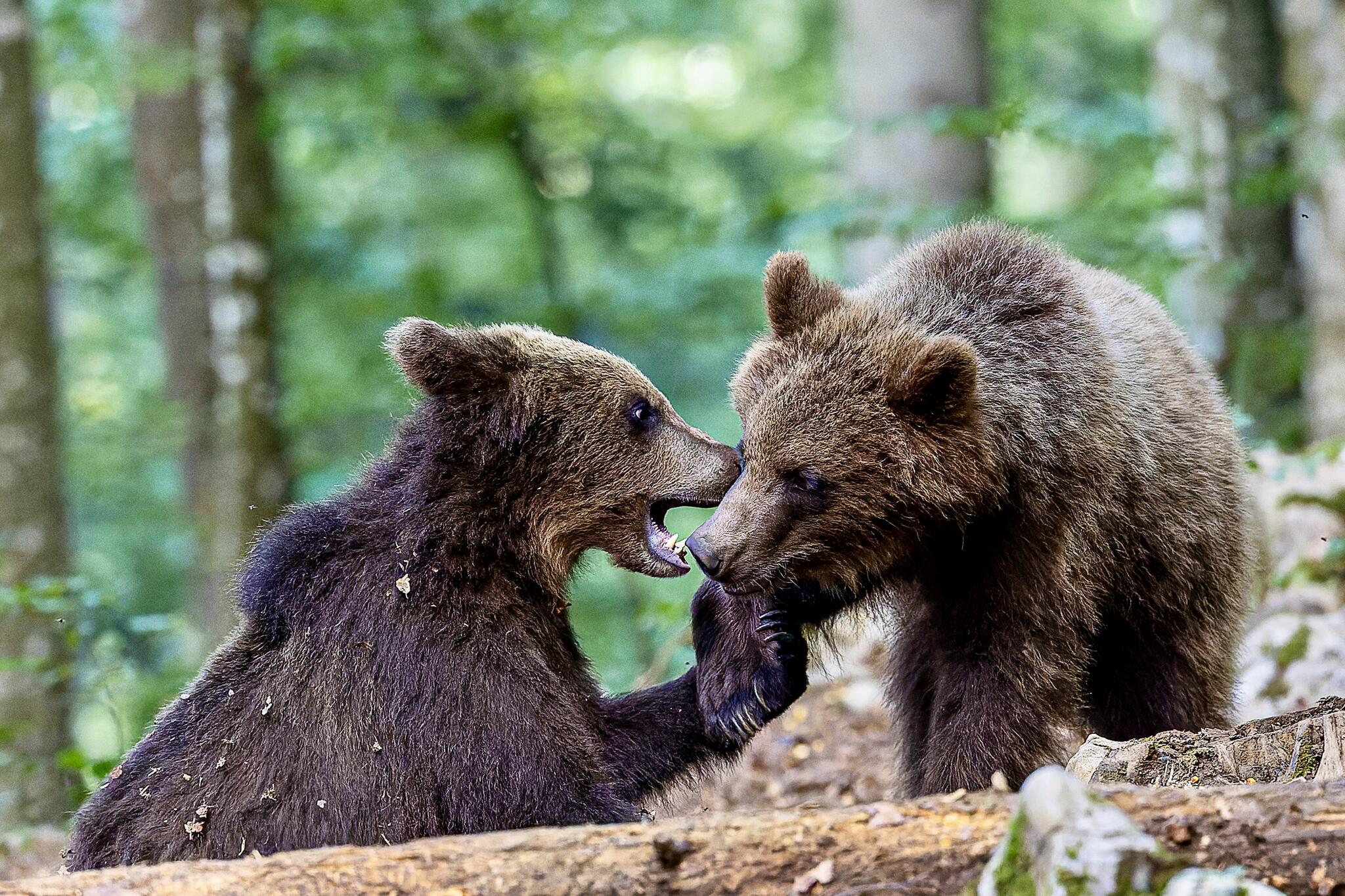 Une paire de paluches pour une poignet de pattes [Photo de Sylvie Vick]