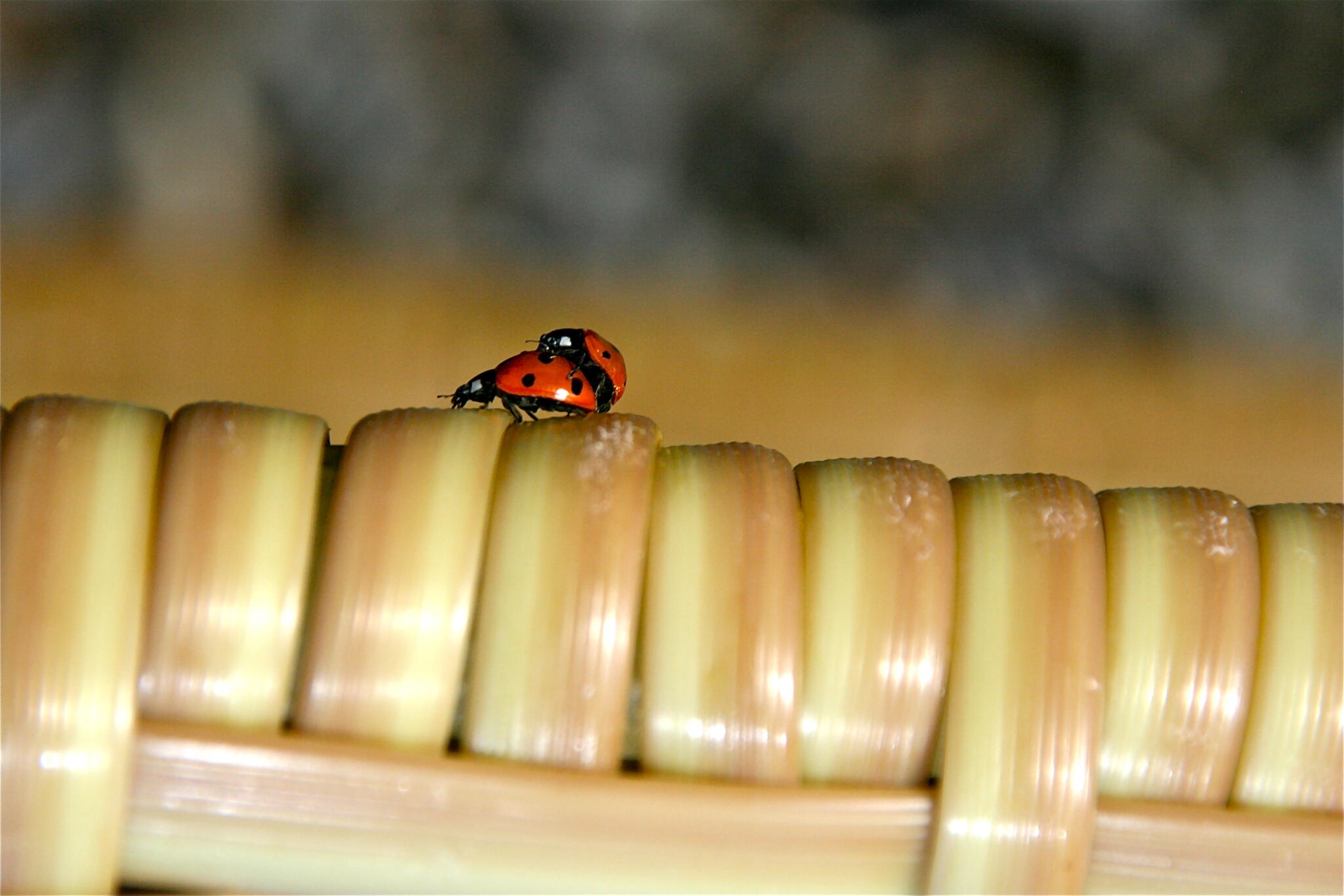 Point par point [Photo de Denise Fontaine]
