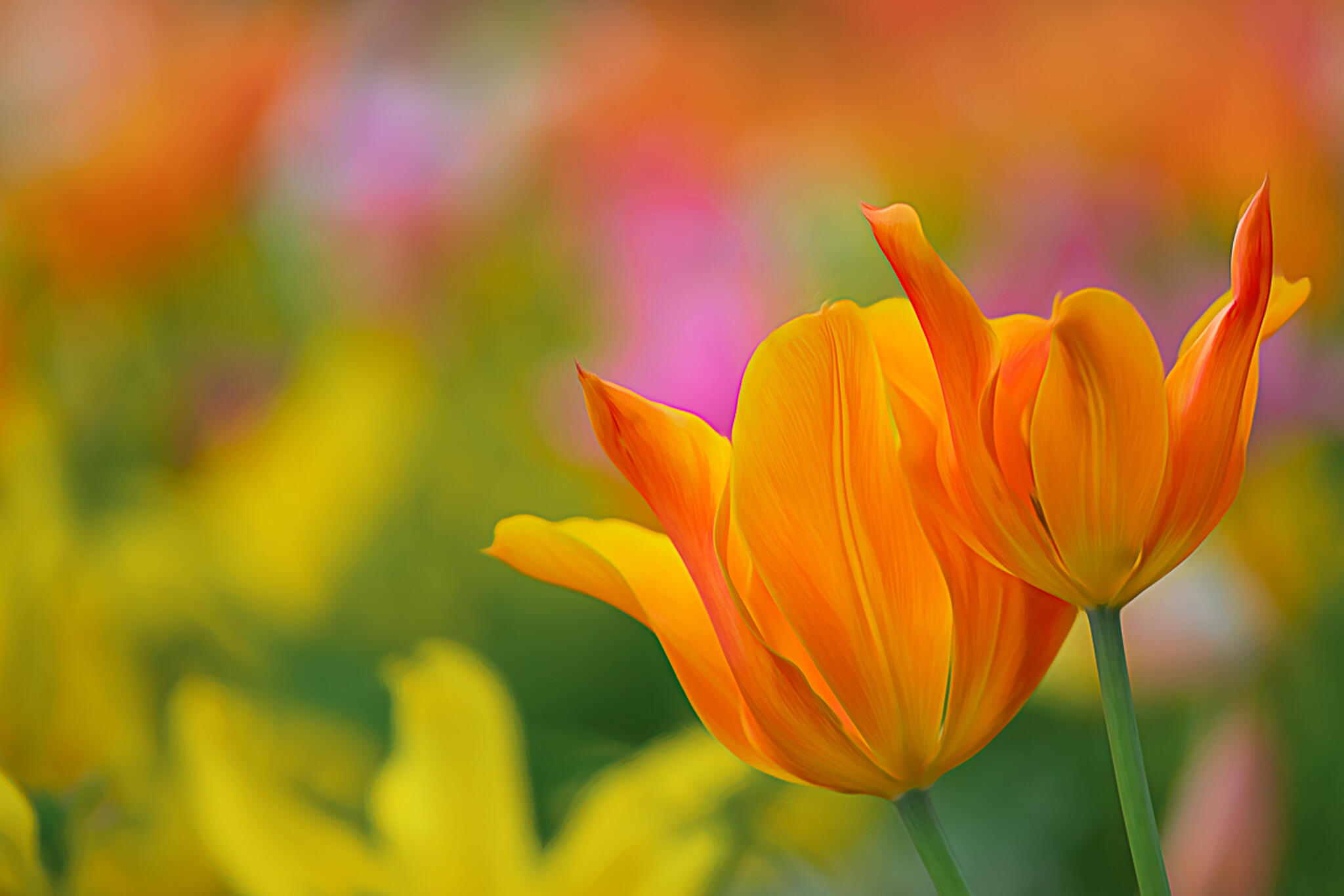 Duo de printemps [Photo de Nathalie Aubecq]