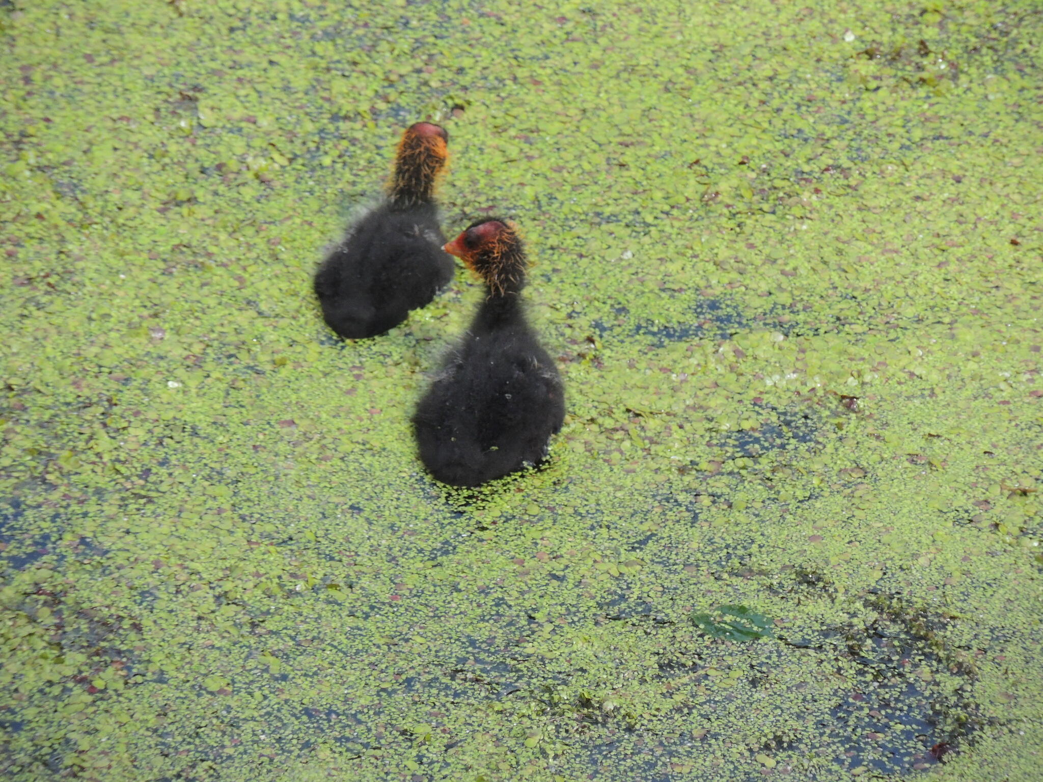 Maman t'es où ? [Photo de Claudine Diricq]