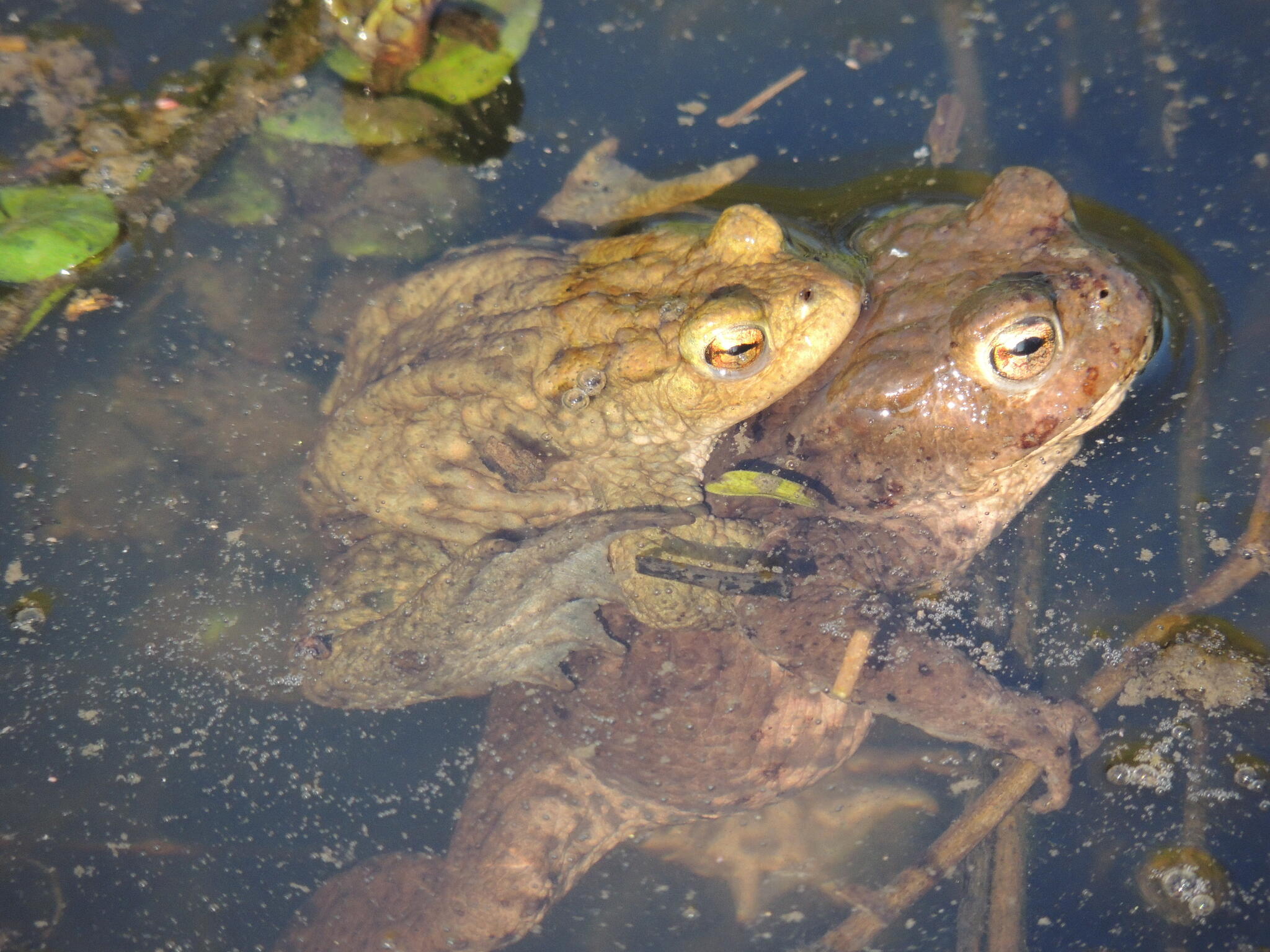 Tandem [Photo de Claudine Diricq]