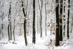 Neige et brume au fond des bois 