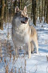 Chien loup dans la neige Modave