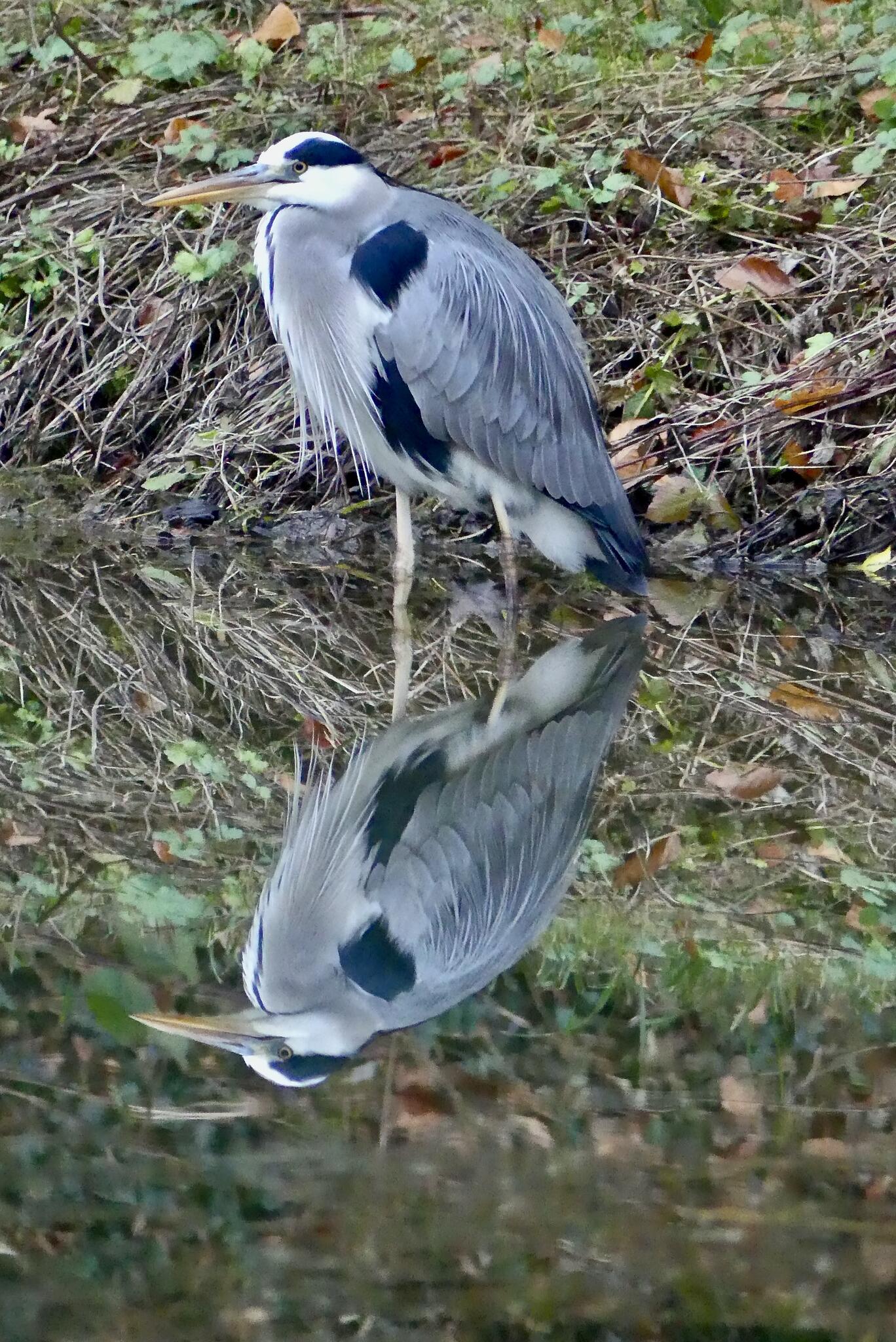 Miroir miroir dit moi qui est le plus beau... [Photo de Virginie Crevoisier]