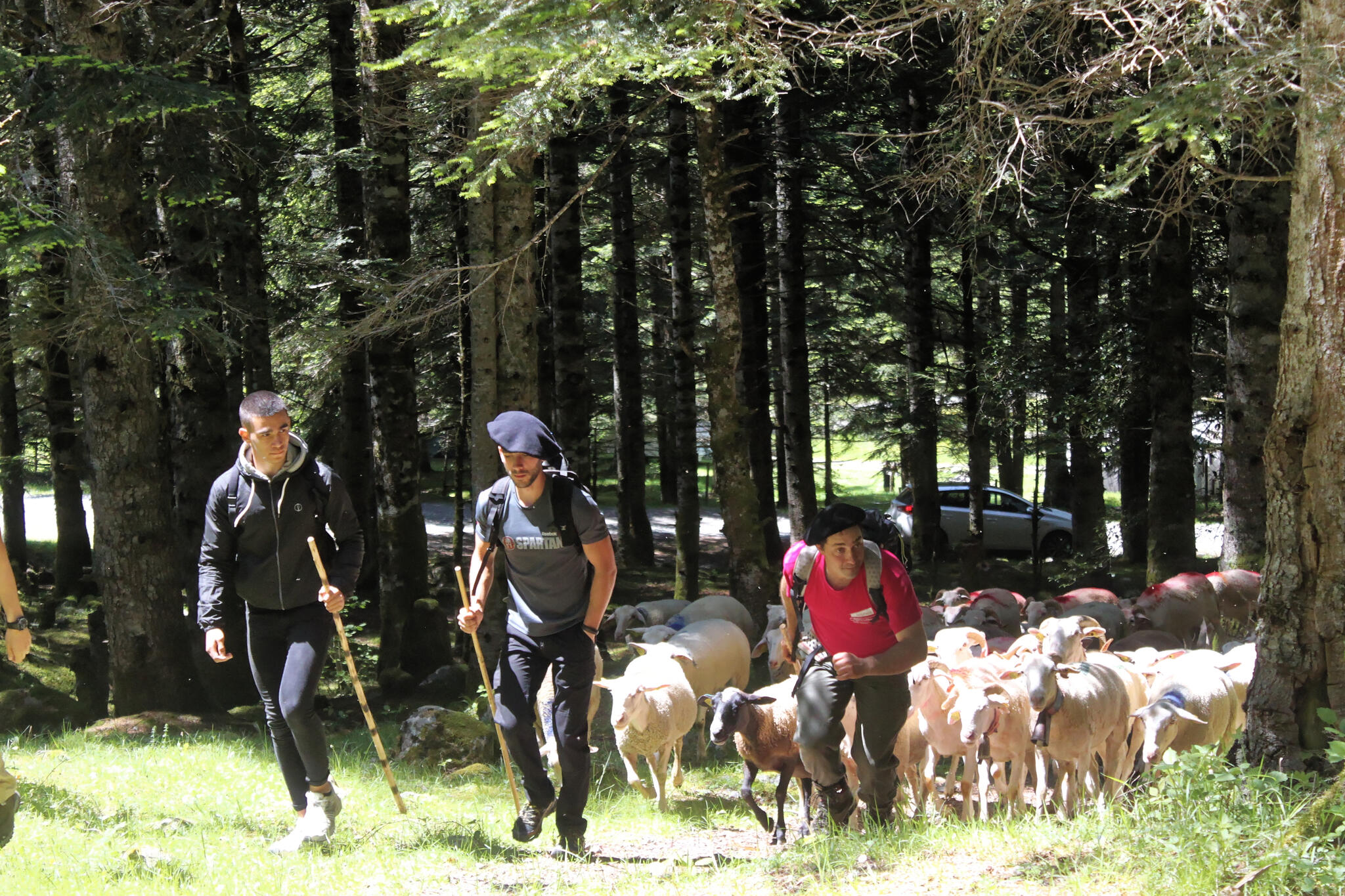 "Au temps de la transhumance, ils s'en allaient heureux"