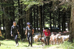 "Au temps de la transhumance, ils s'en allaient heureux"