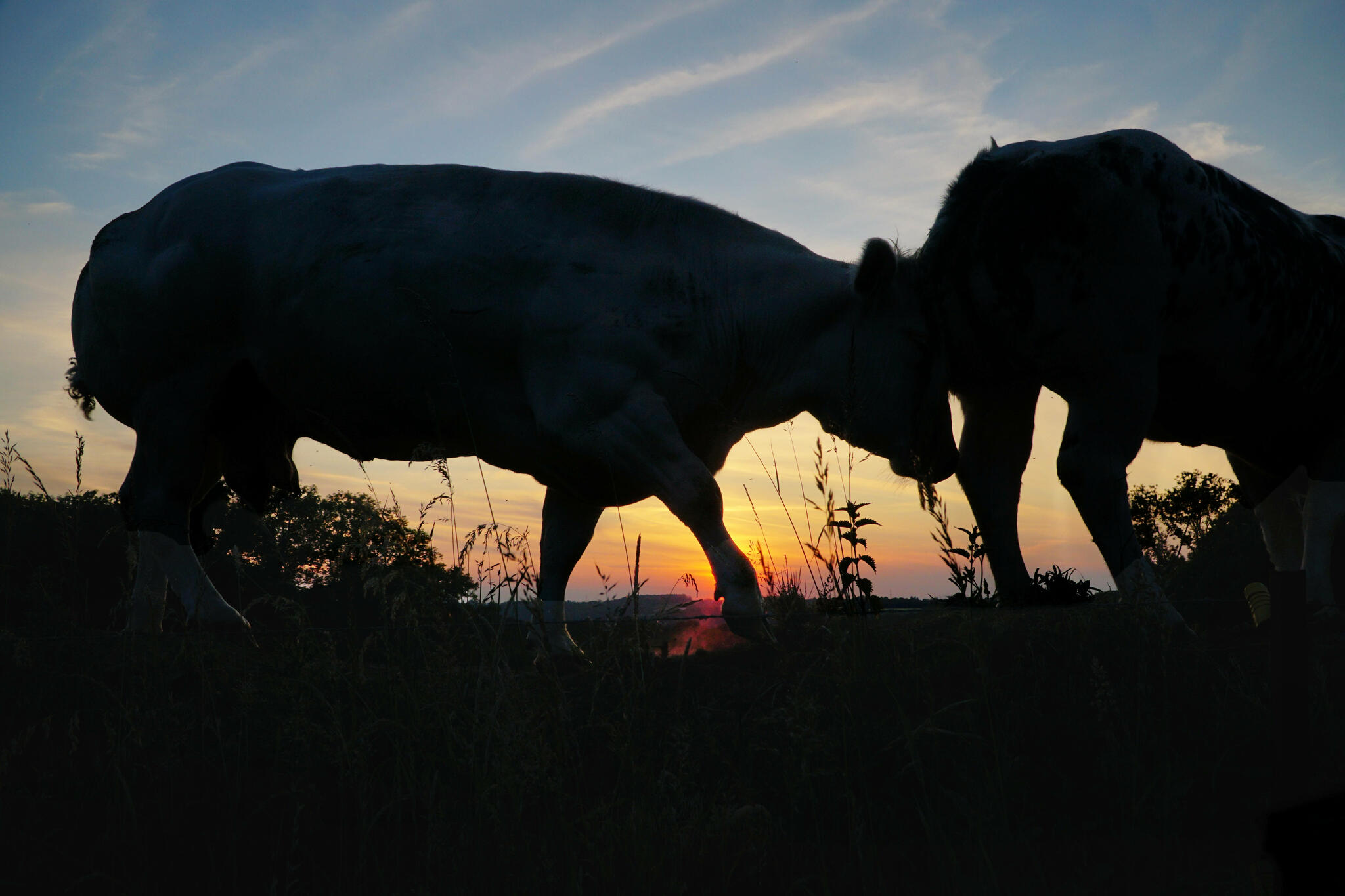 Le coucher de Rosalie