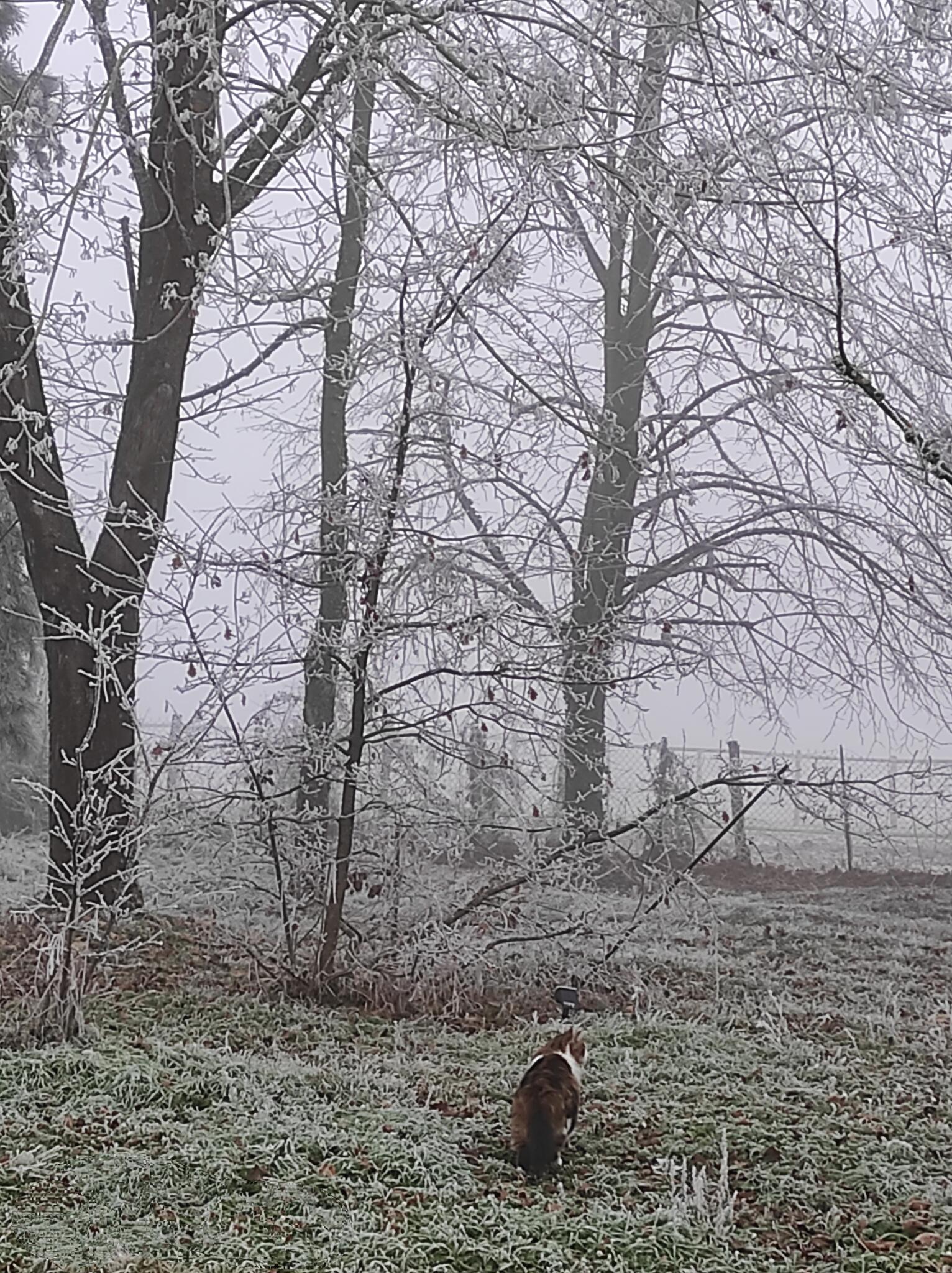 Petite promenade du matin