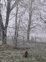 Petite promenade du matin