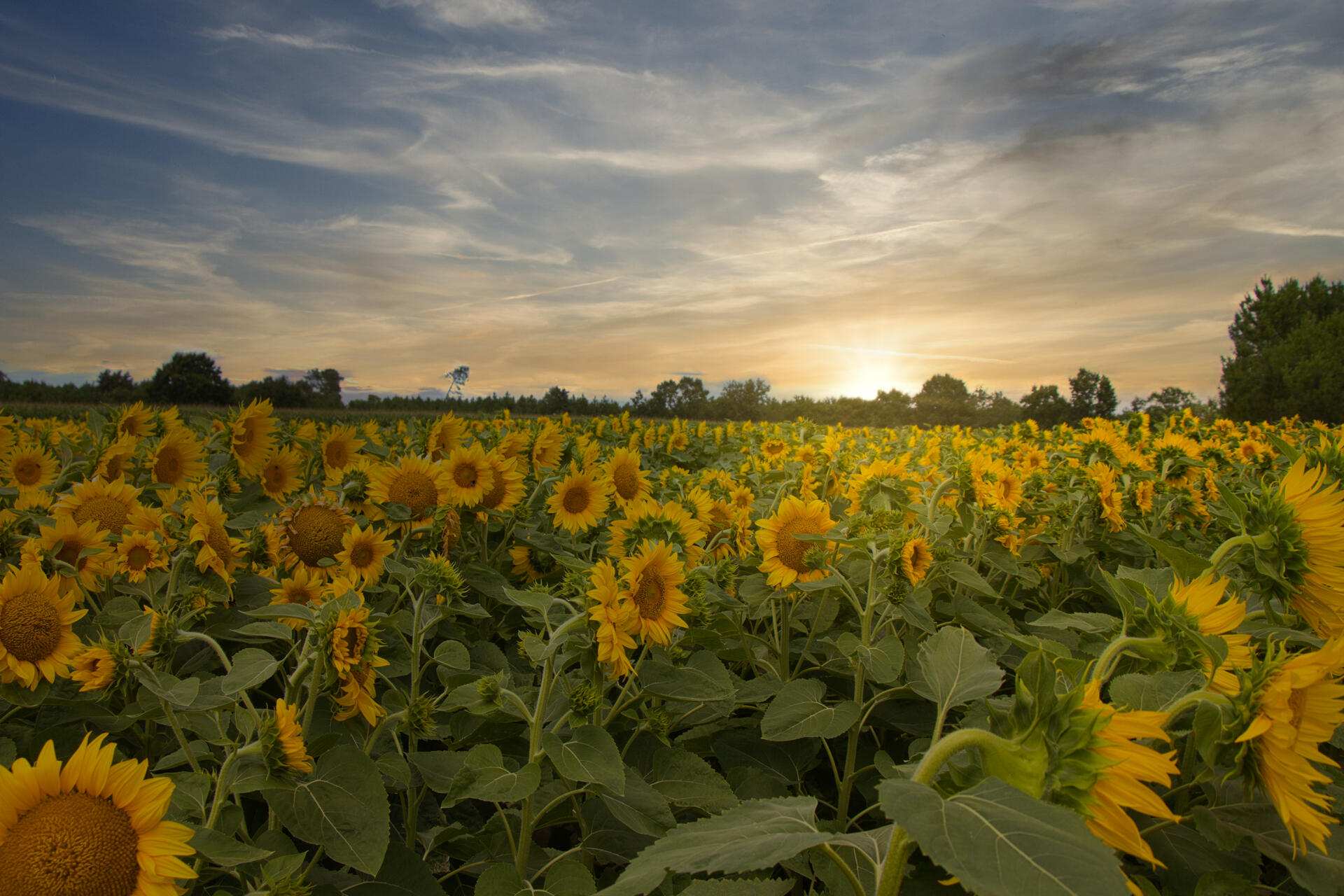 Tournesols
