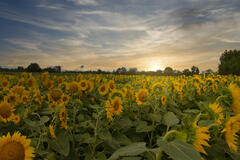 Tournesols