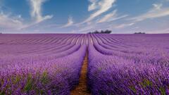 Provence