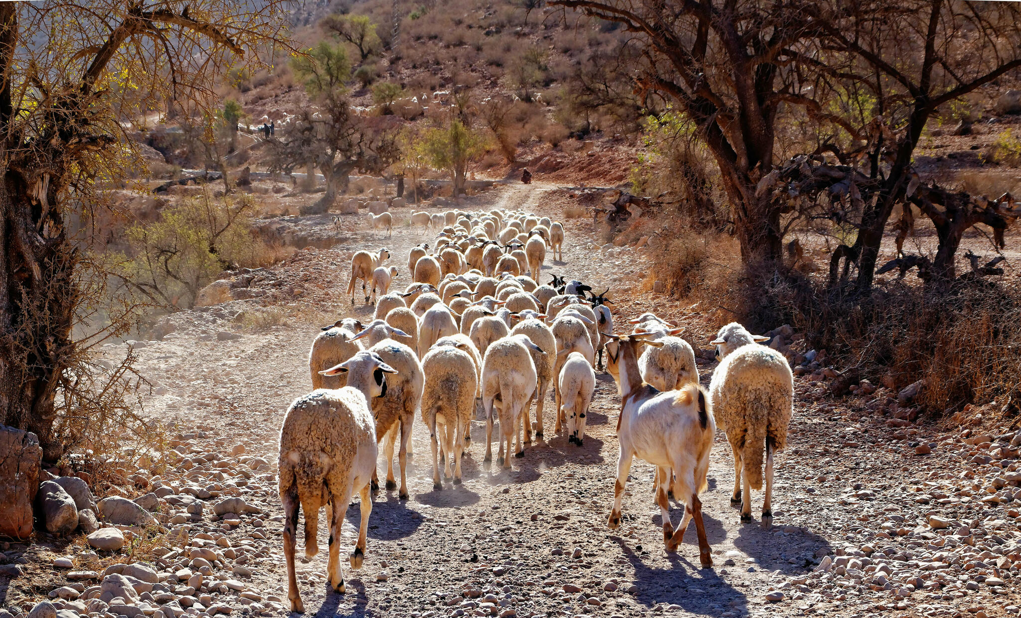 La transhumance au Maroc, c'est chaque jour !