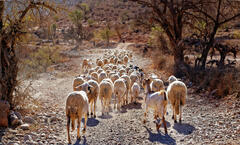 La transhumance au Maroc, c'est chaque jour !