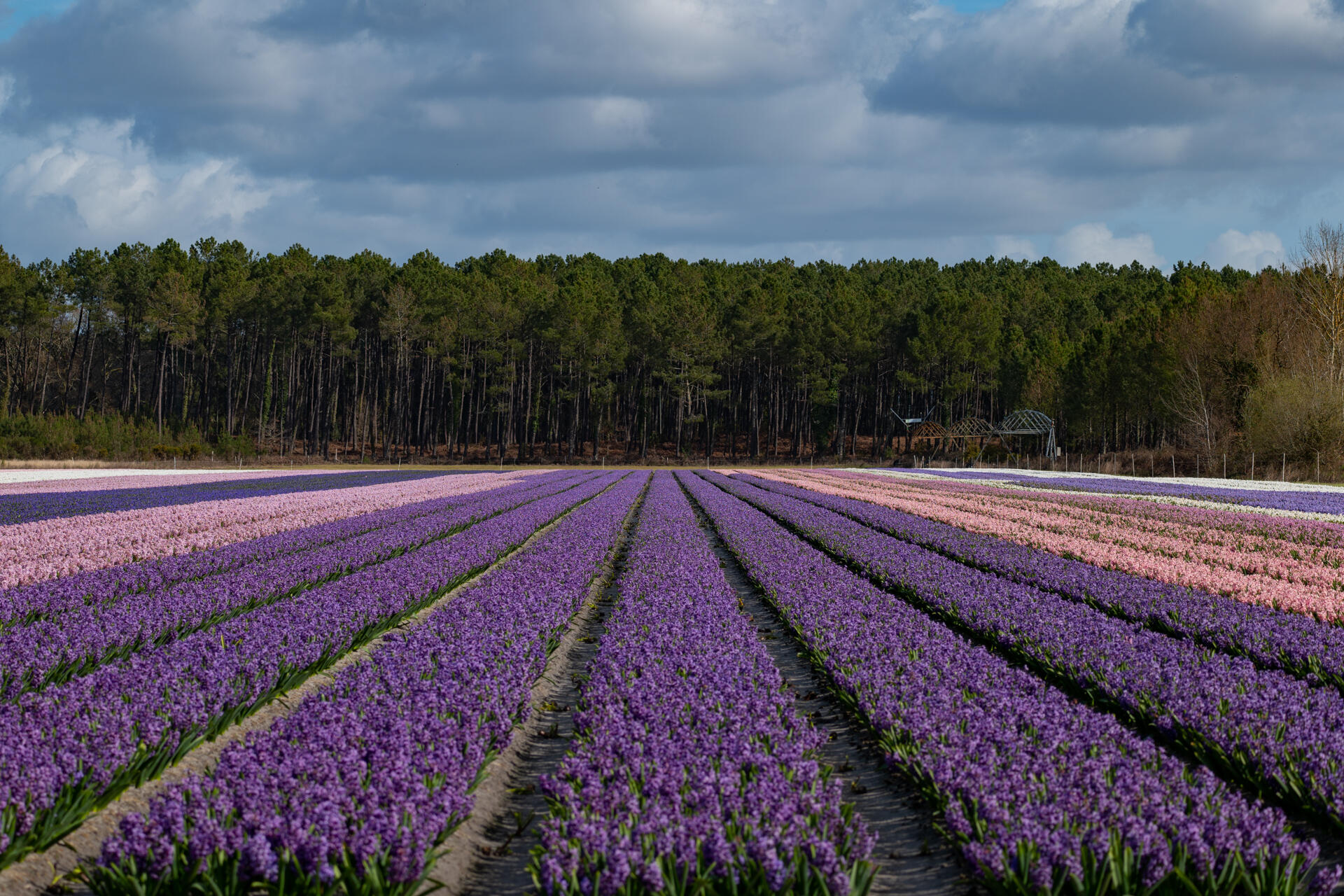 Les Landes, l'autre pays de la culture des jacinthesja