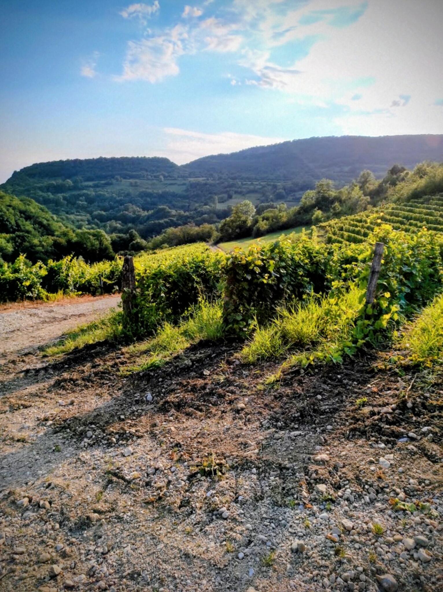 Vignes du Bugey