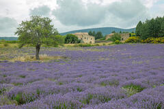 Le charme discret de la campagne provençale