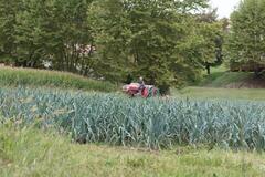 Entre les poireaux et le maïs