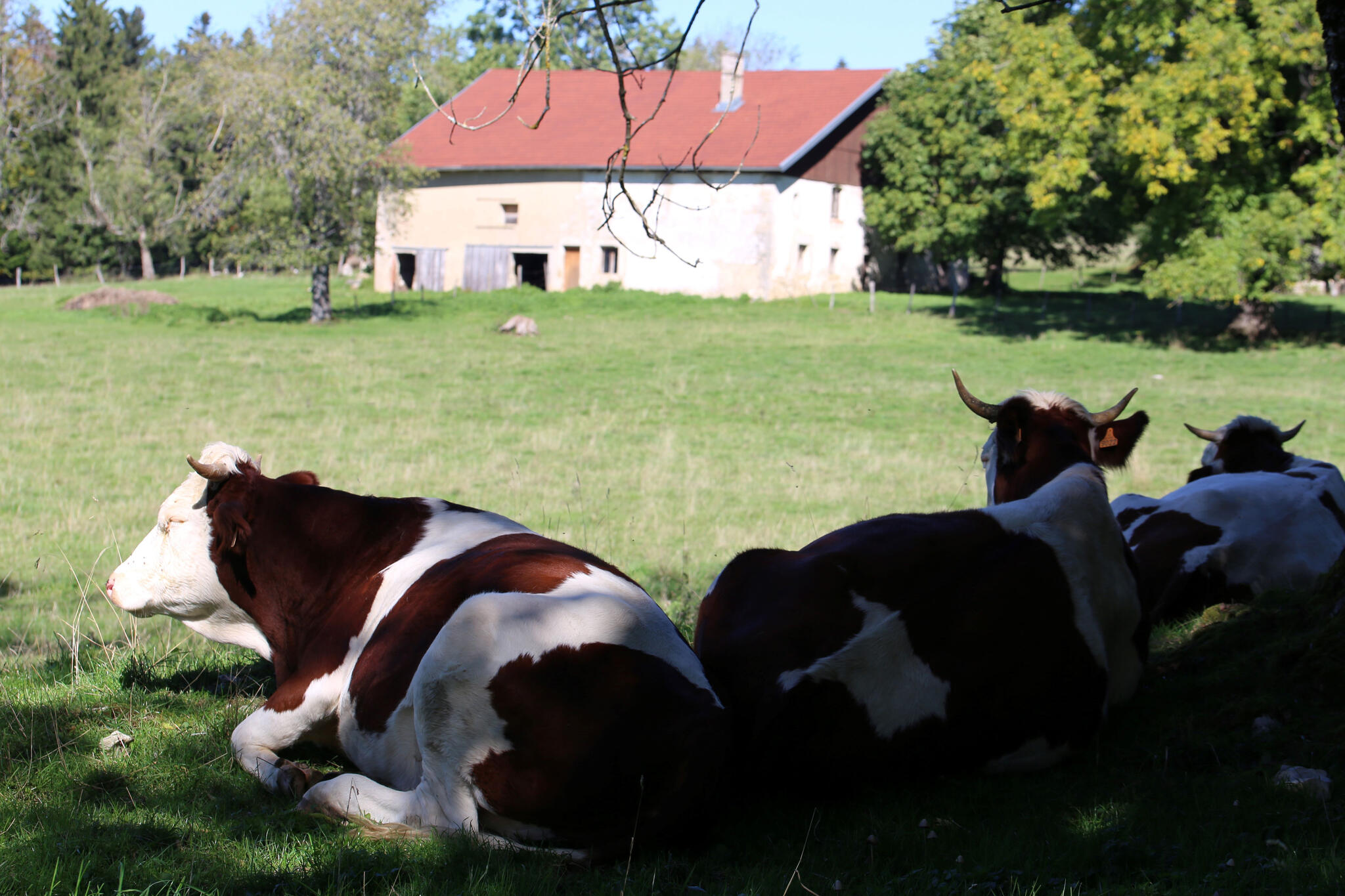 La vache , qu'on est bien !