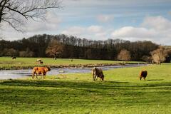 Meuh quelle est belle ma vallée !
