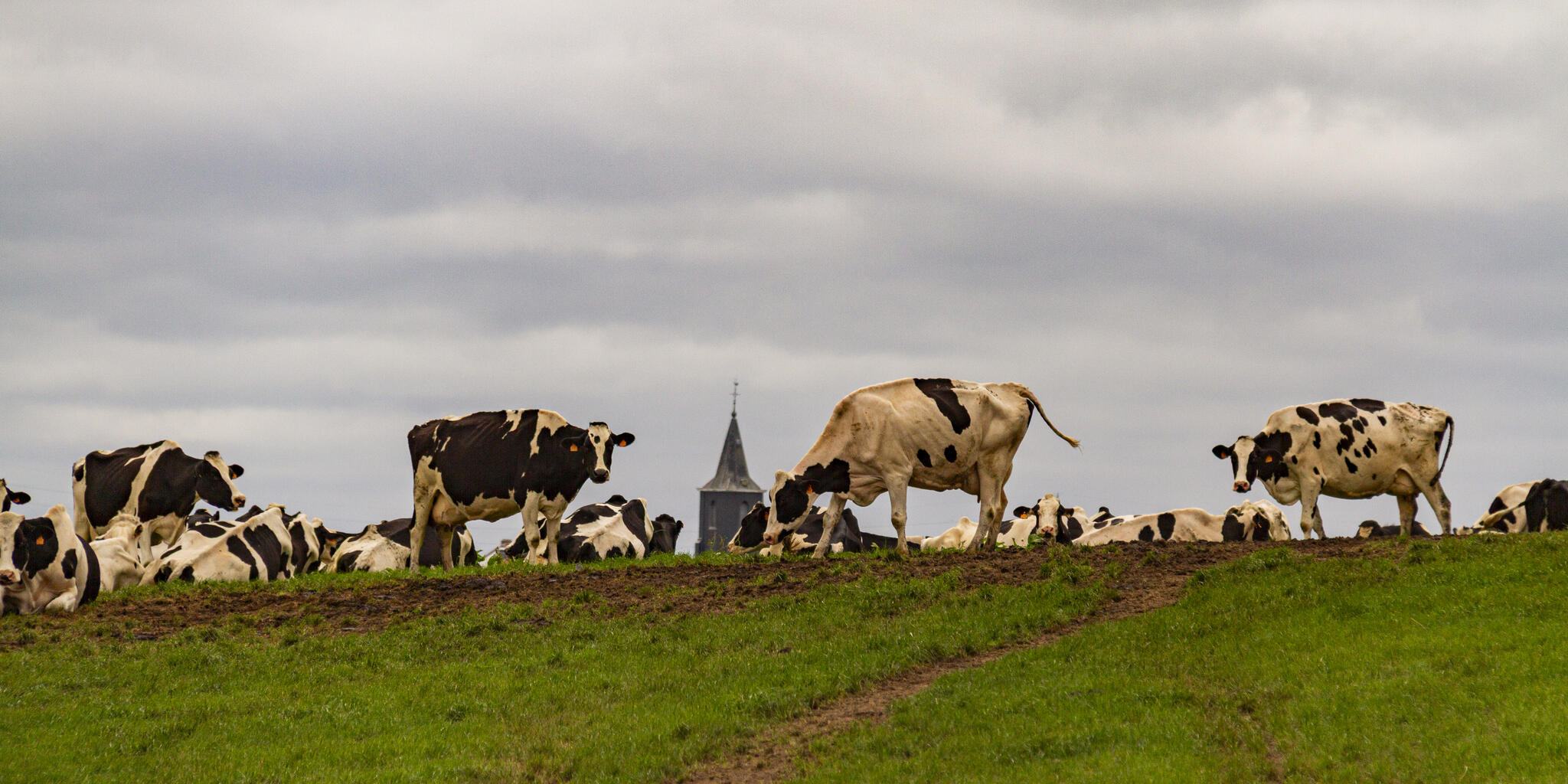 vache alors!