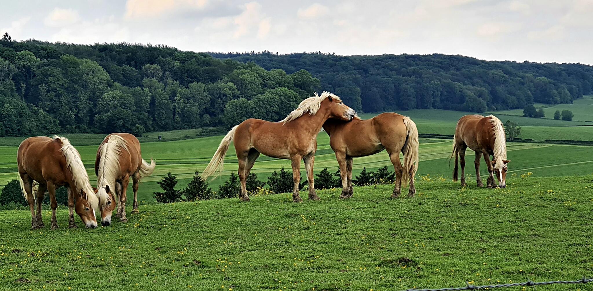 Chevaux en prairie