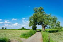 Le chemin dans les prés