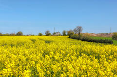 Le colza... L’or du printemps
