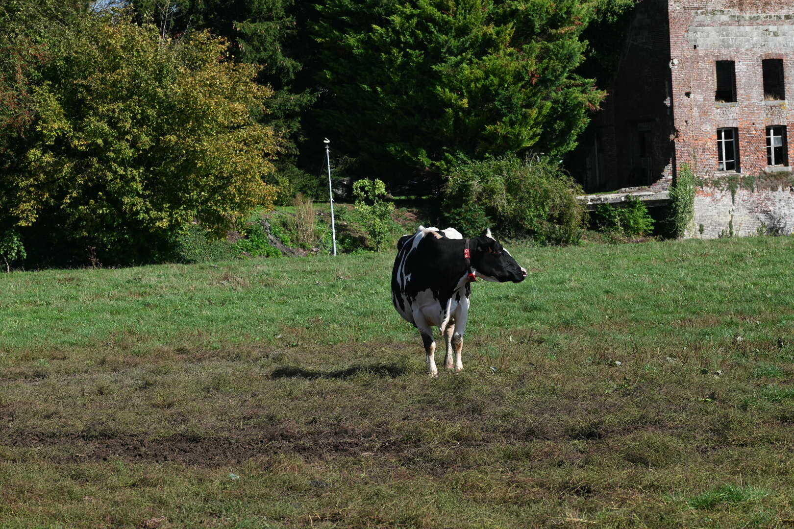 Une vache, un pré