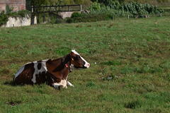 Une vache