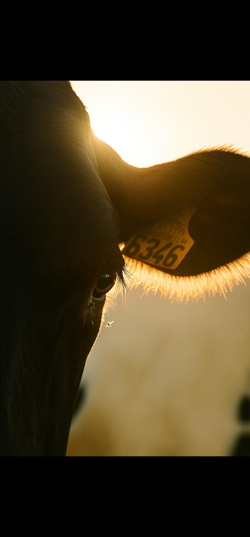 Une vache , un rayon de soleil