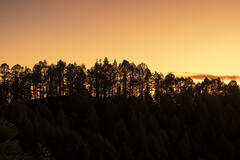 Silhouette et heure dorée