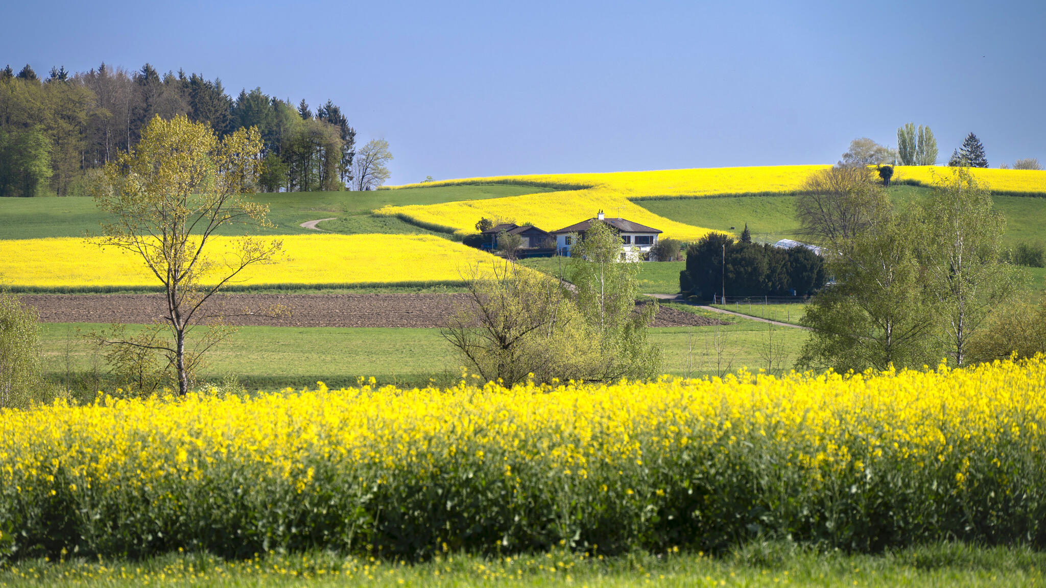 Campagne zurichoise