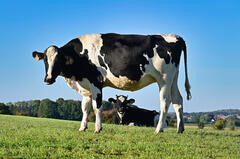 Les ruminantes anonymes