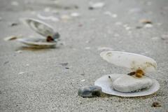 Coquillage..