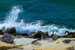 Oiseau au bord de l'eau