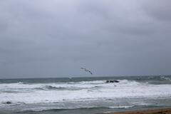 Mouette Atlantique