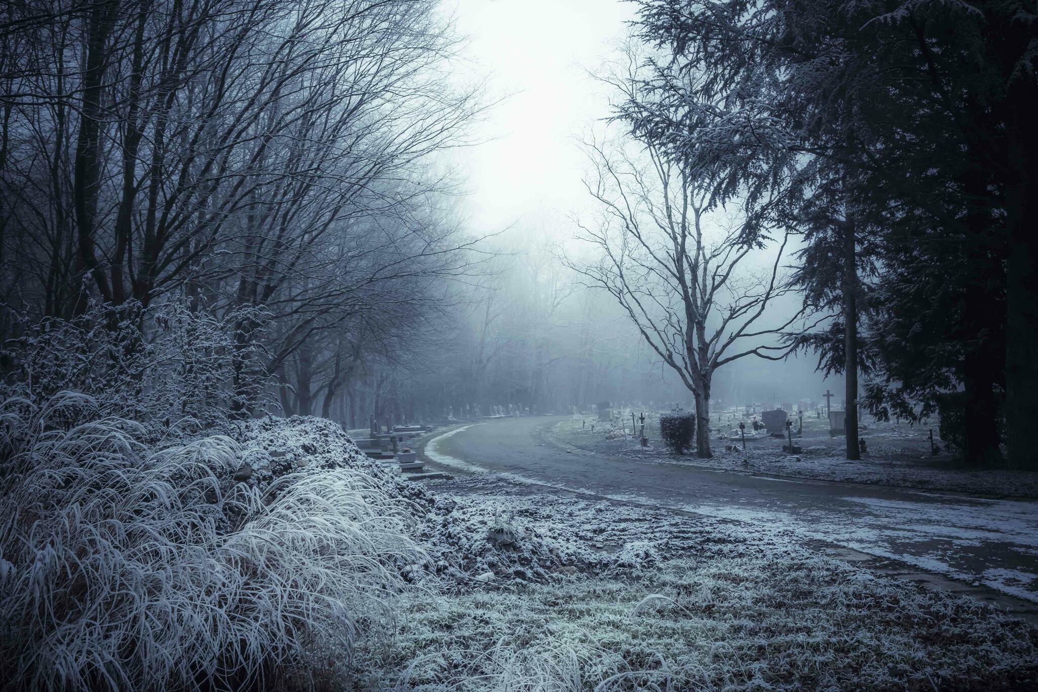 Dans le bois enneigé des tombes [Photo de Christine Winters]
