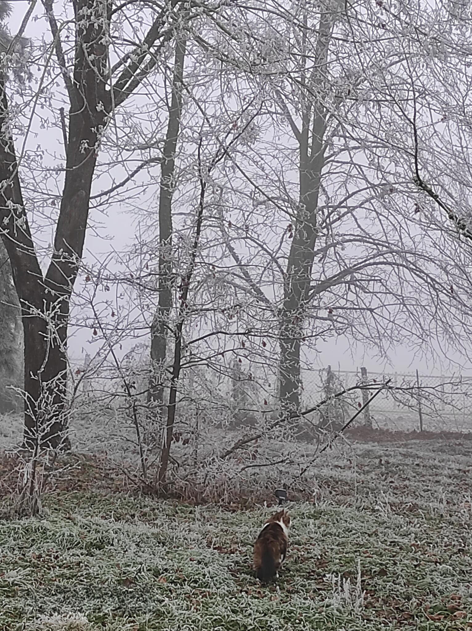 Mon parc givré [Photo de Claudine Strohm]