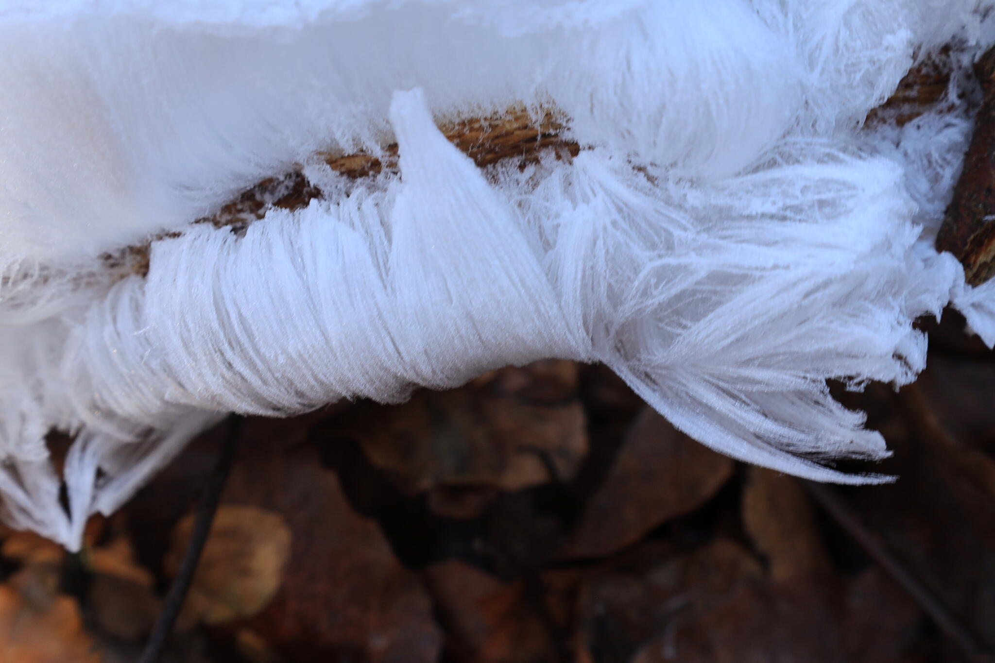 Dentelle éphémère [Photo de Ivana Paolucci]