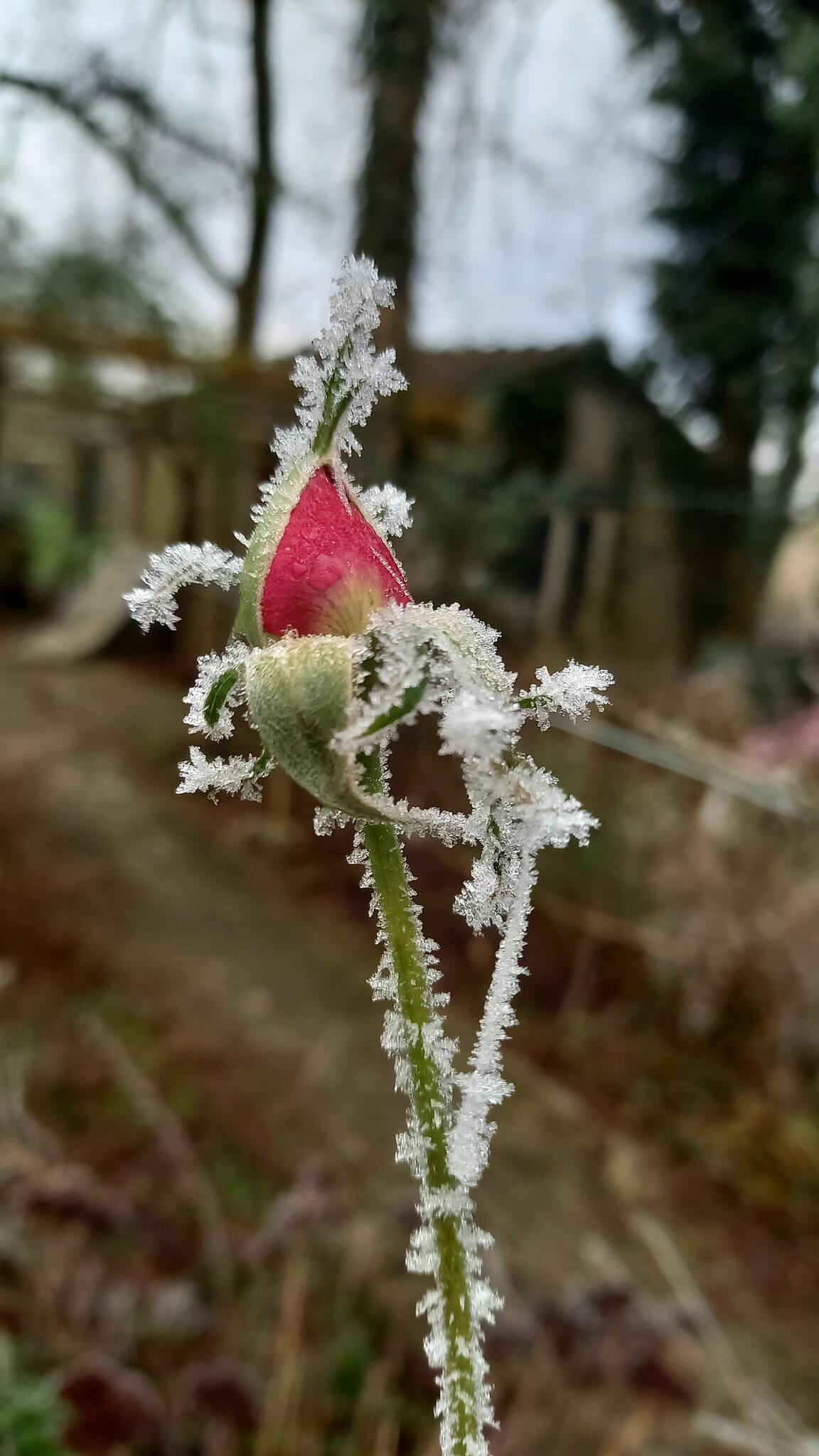 L'important,  c'est la rose [Photo de Christiane Géradon]